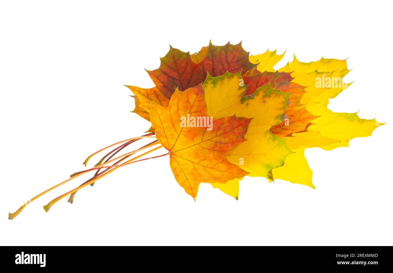 Autumn maple leaves on white background Stock Photo - Alamy