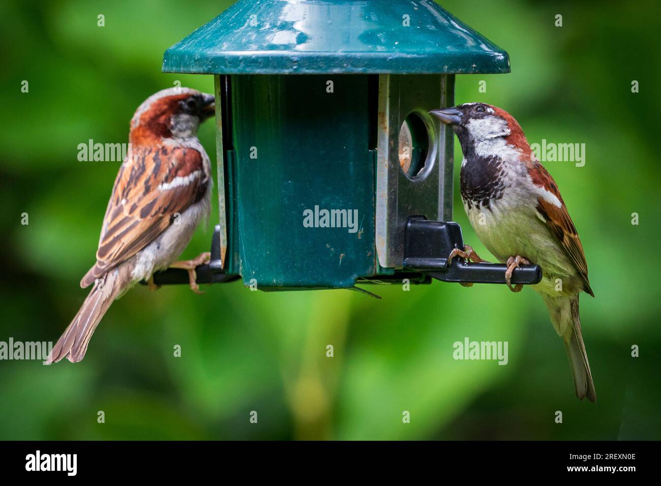 Common sparrows at a birdfeeder. Stock Photo