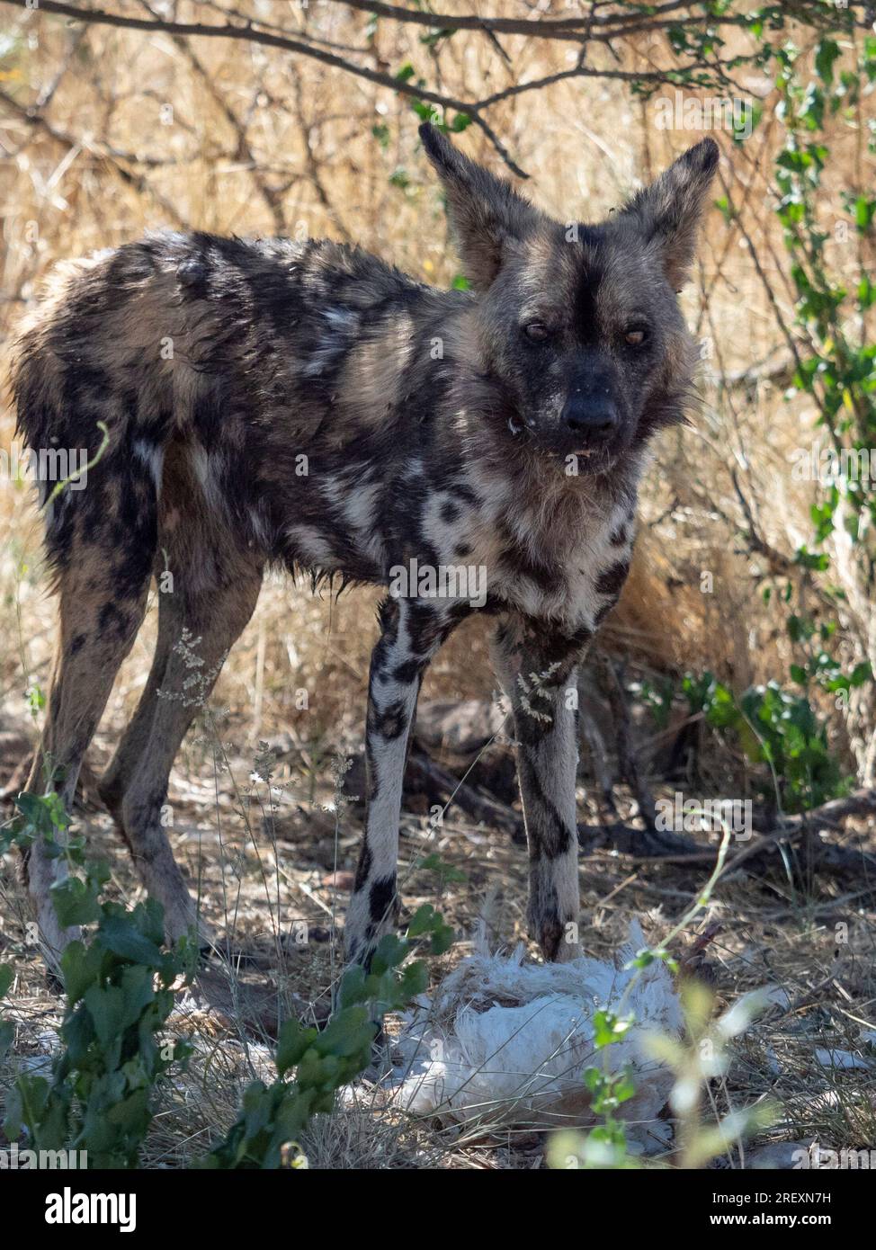Wild dog Painted dog Stock Photo - Alamy