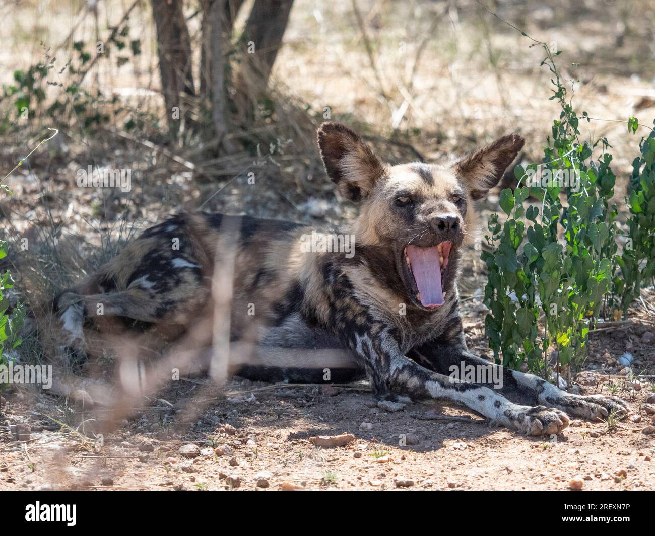 Wild dog Painted dog Stock Photo - Alamy