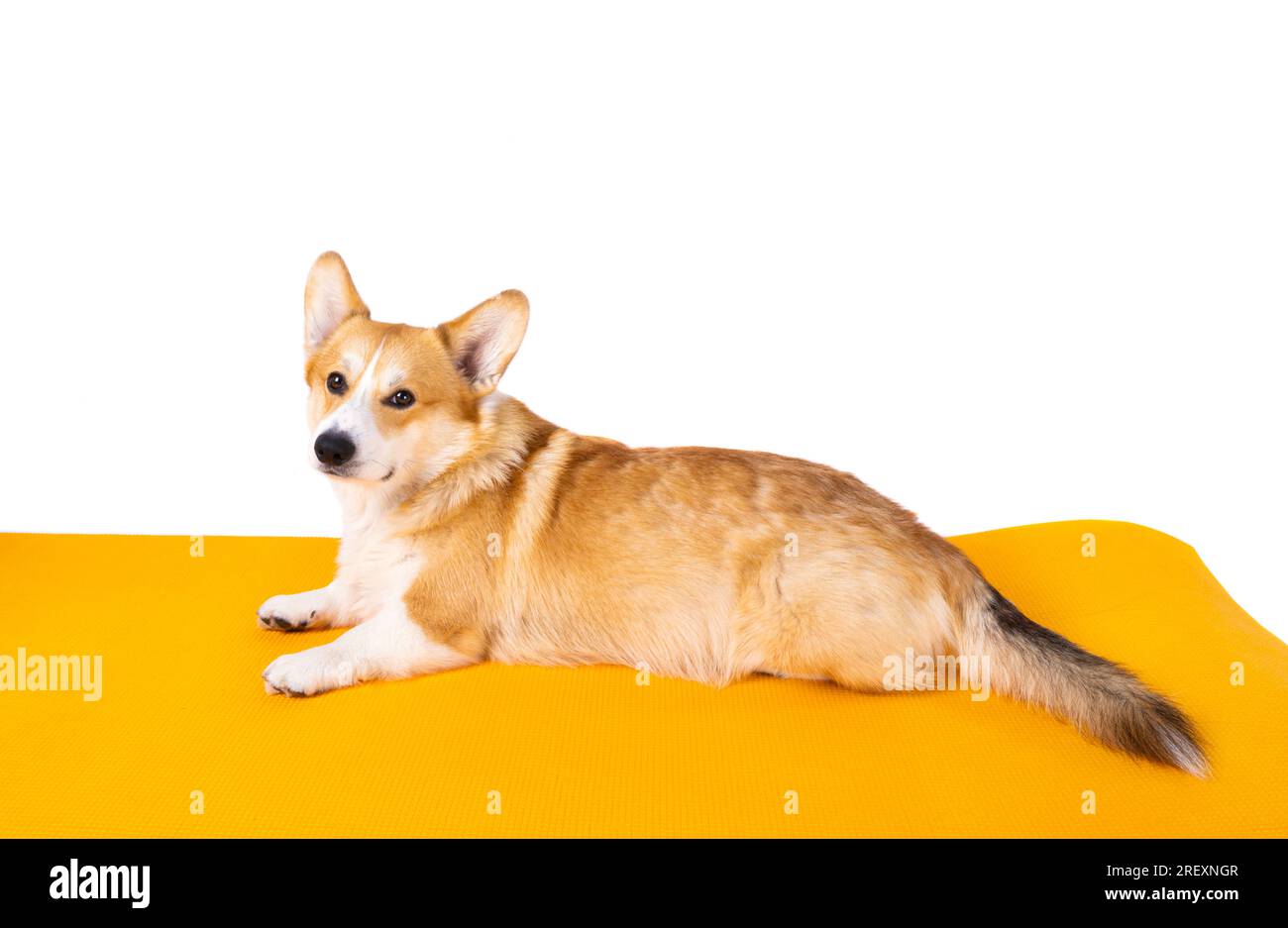 corgi welsh pembroke isolated on white background Stock Photo - Alamy