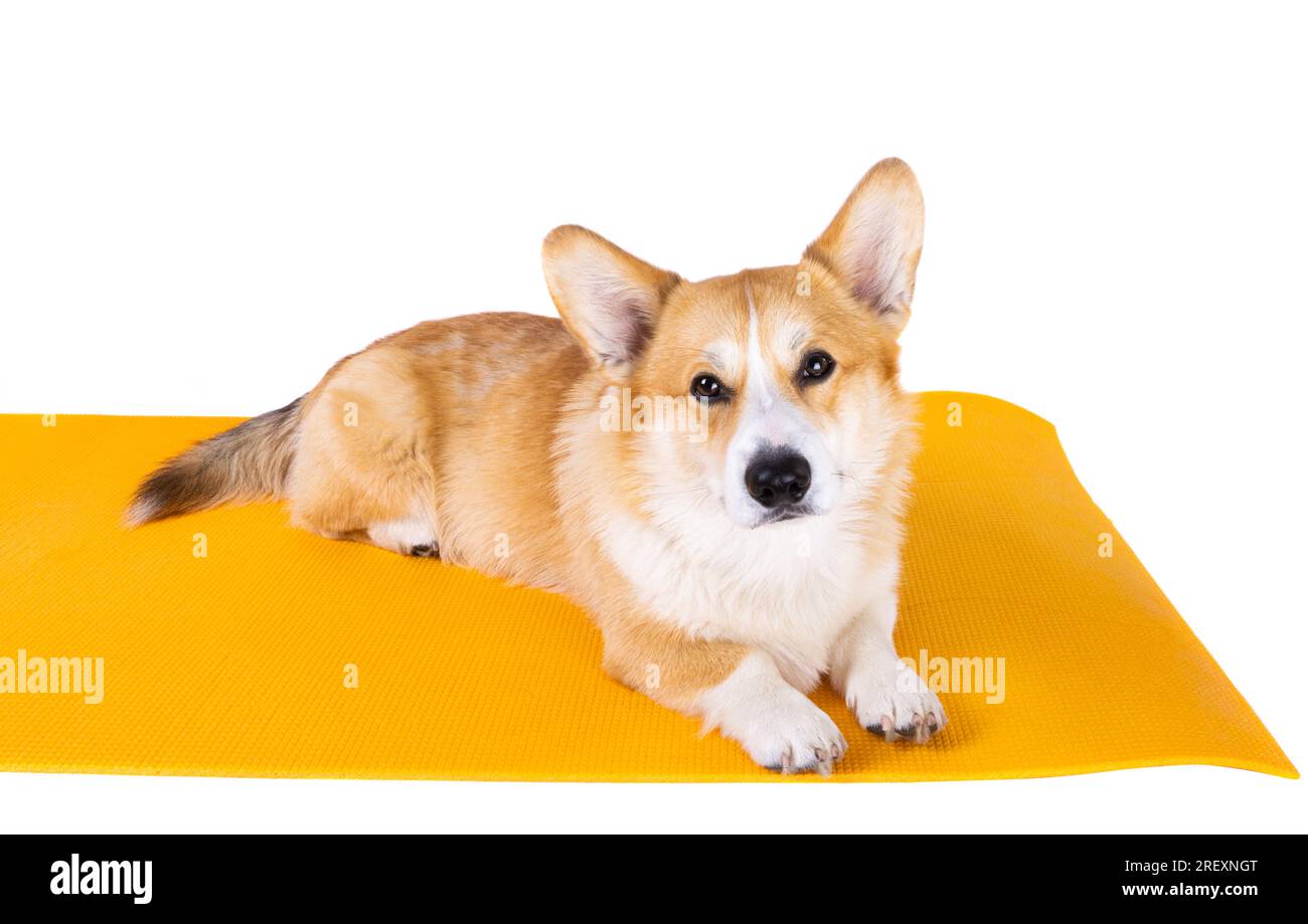 corgi welsh pembroke isolated on white background Stock Photo - Alamy