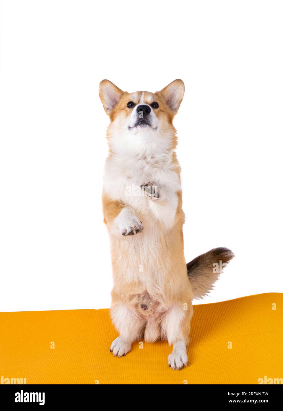 corgi welsh pembroke isolated on white background Stock Photo - Alamy