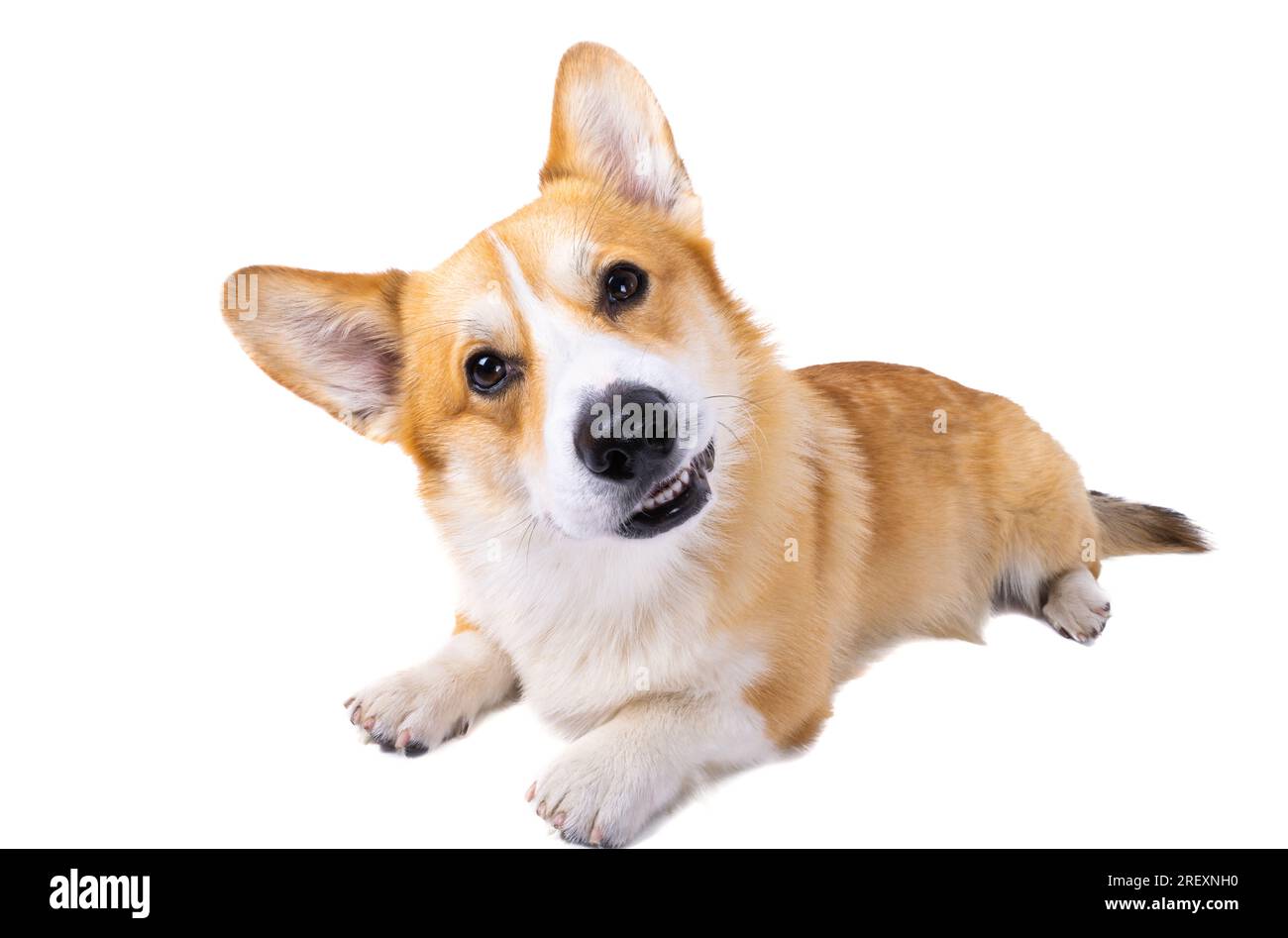 corgi welsh pembroke isolated on white background Stock Photo - Alamy