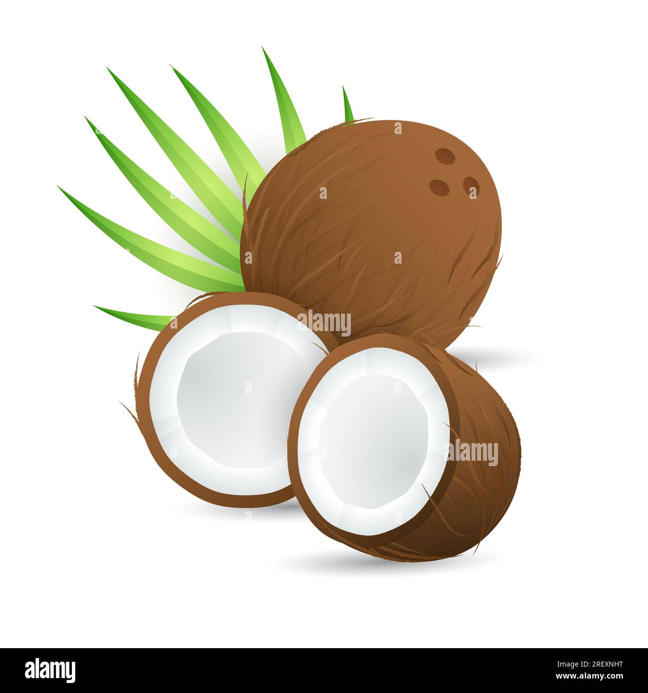 Half parts of coconut and tropical leaf Stock Vector Image & Art - Alamy