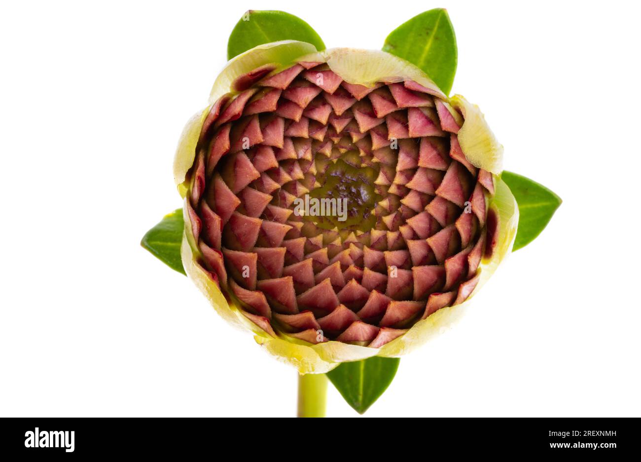 red dahlia isolated on white background Stock Photo - Alamy