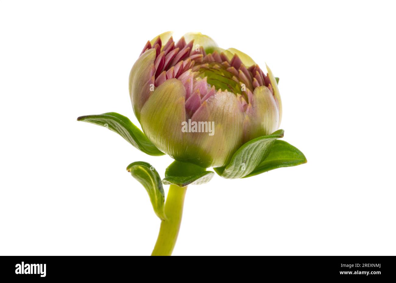 red dahlia isolated on white background Stock Photo - Alamy