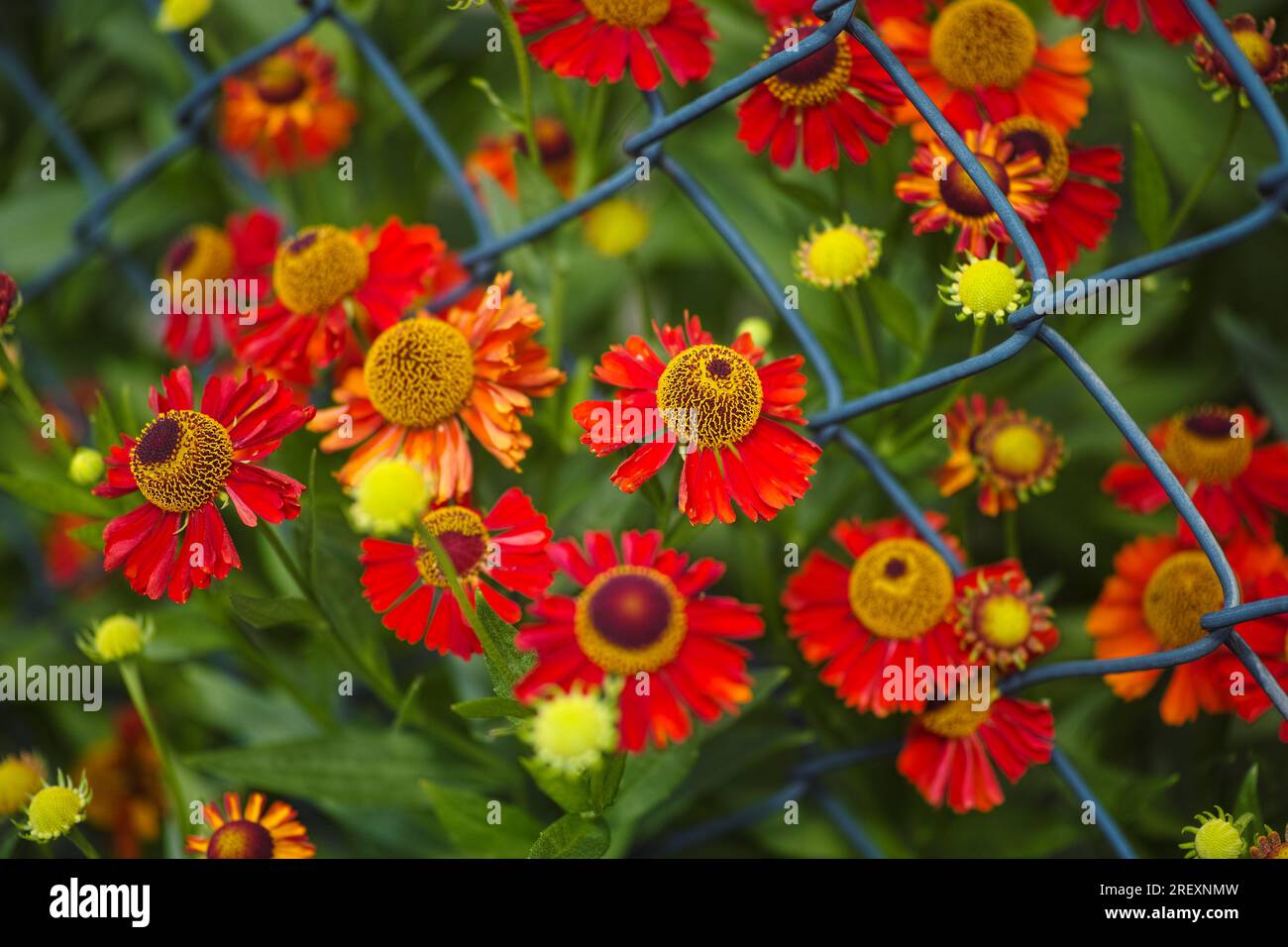 Red Helenium autumnales (common sneezeweed) flowering near a chain link fence Stock Photo