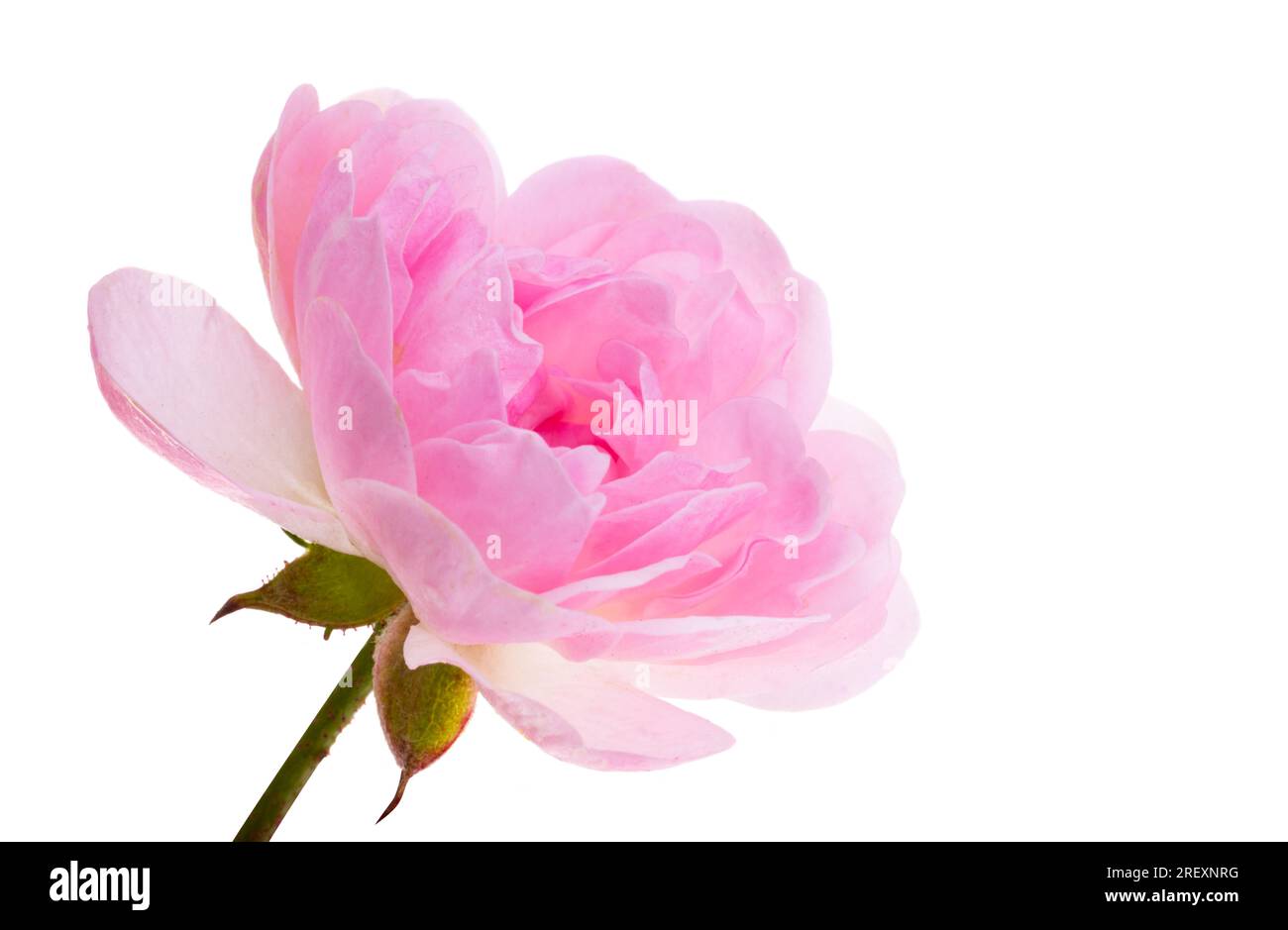 pink small rose isolated on white background Stock Photo - Alamy