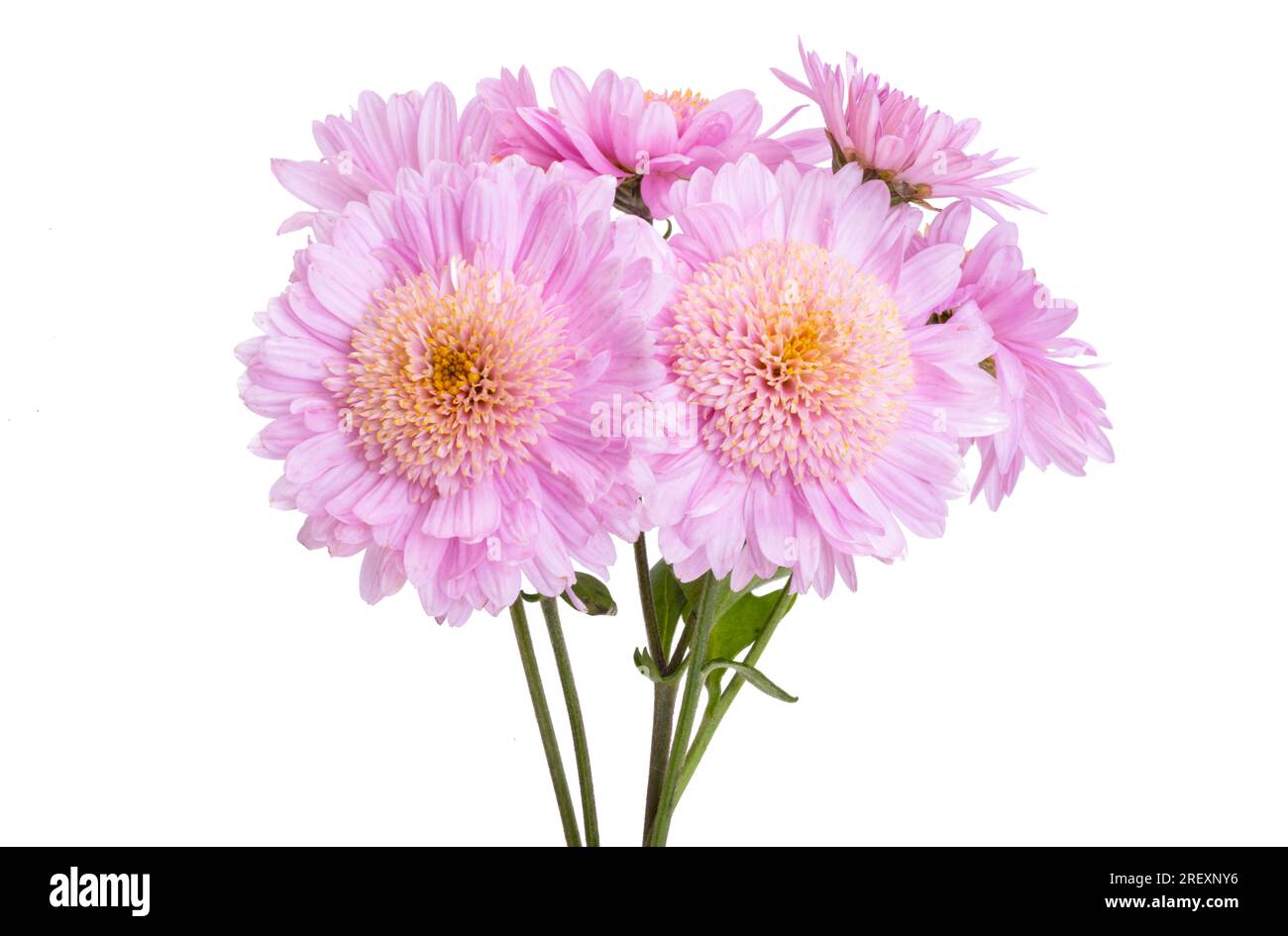 chrysanthemum flowers isolated on white background Stock Photo - Alamy