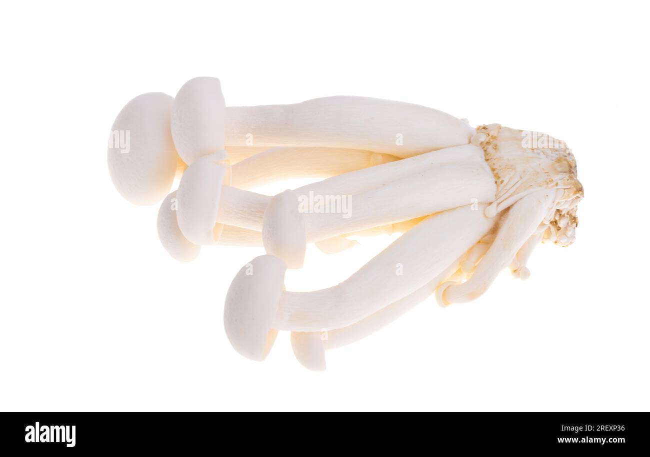 japanese shimeji mushrooms isolated on white background Stock Photo Alamy