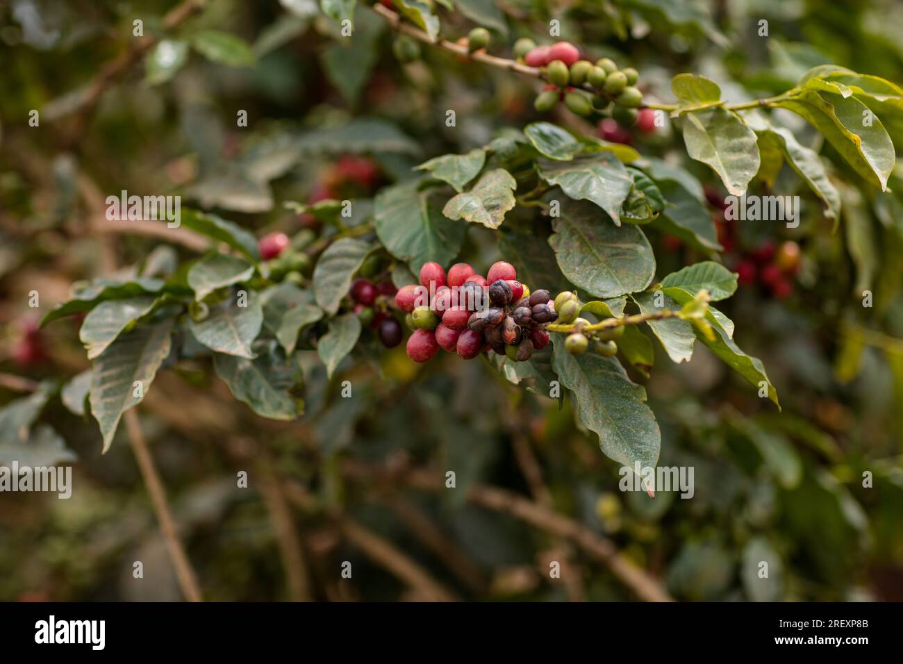 Coffee Farm Farming In Kenya Green Red Beans Ripe Arabica In Ruiru