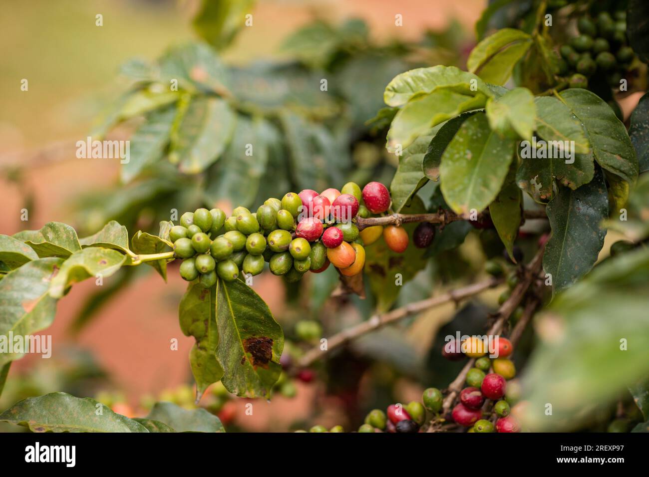 Coffee Farm Farming In Kenya Green Red Beans Ripe Arabica In Ruiru Kiambu County Highlands Kenya East Africa Landscape Nature Agriculture Travel Docum Stock Photo