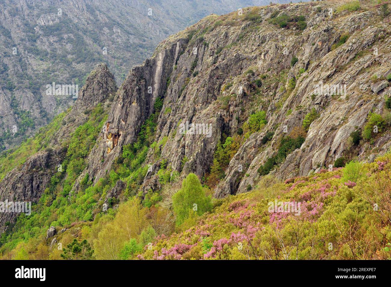 Quartzite is a metamorphic rock composed for quartz sandstone. This