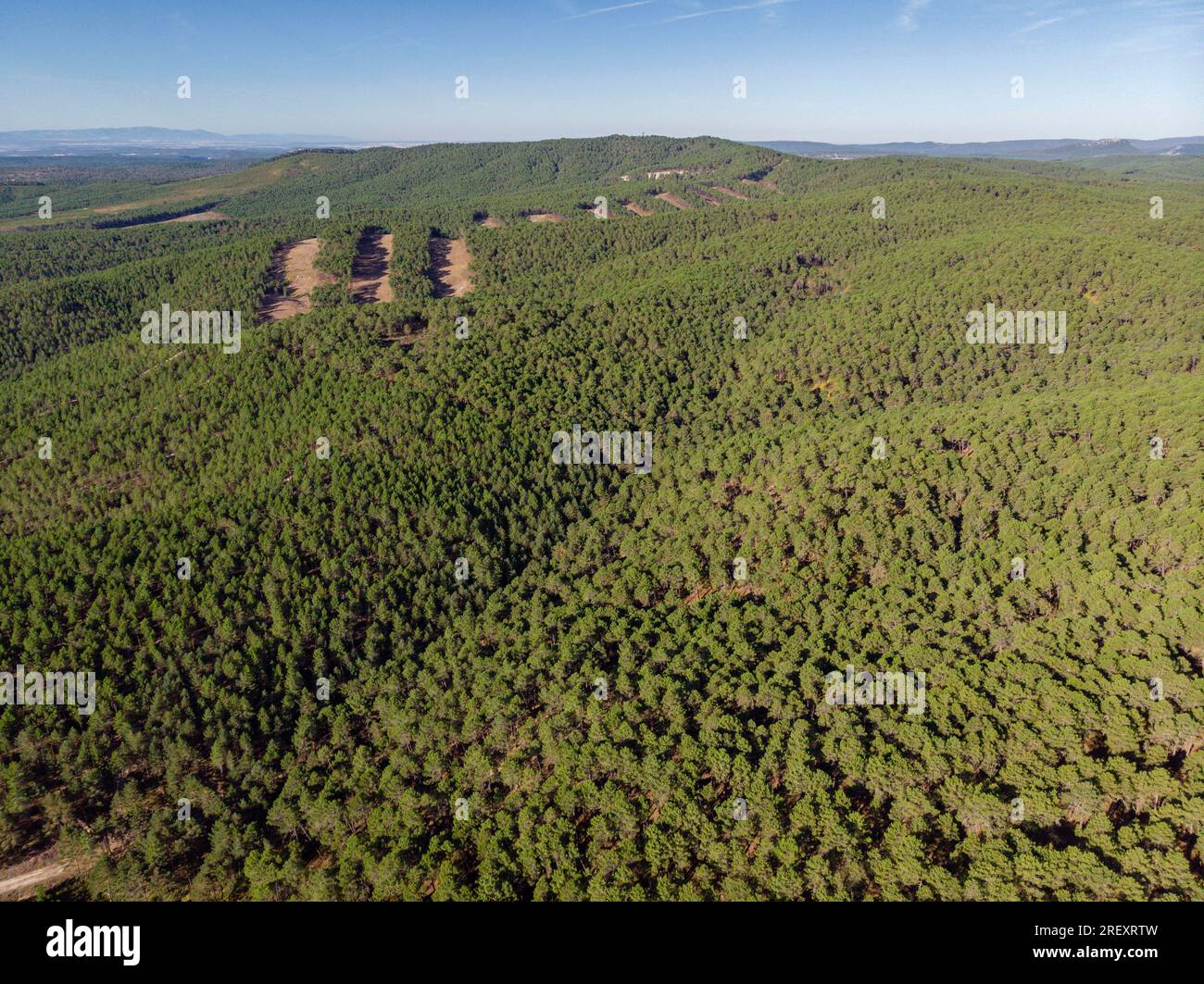 Wild pine forest, Pinus sylvestris,Navaleno, Soria, Autonomous Community of Castile, Spain, Europe Stock Photo