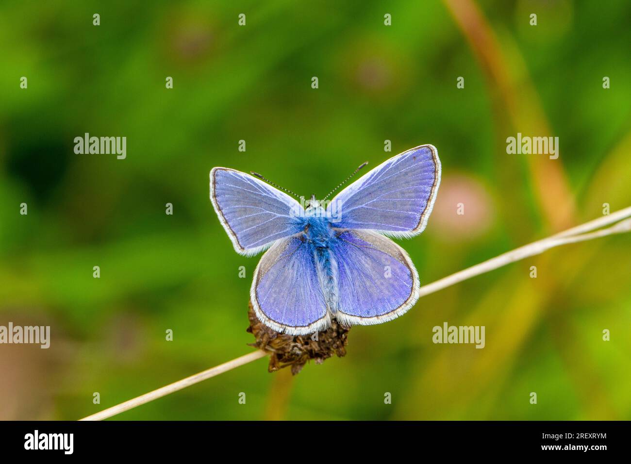 Opened wing photo of the Common Blue butterfly Polyommalus icarus on a