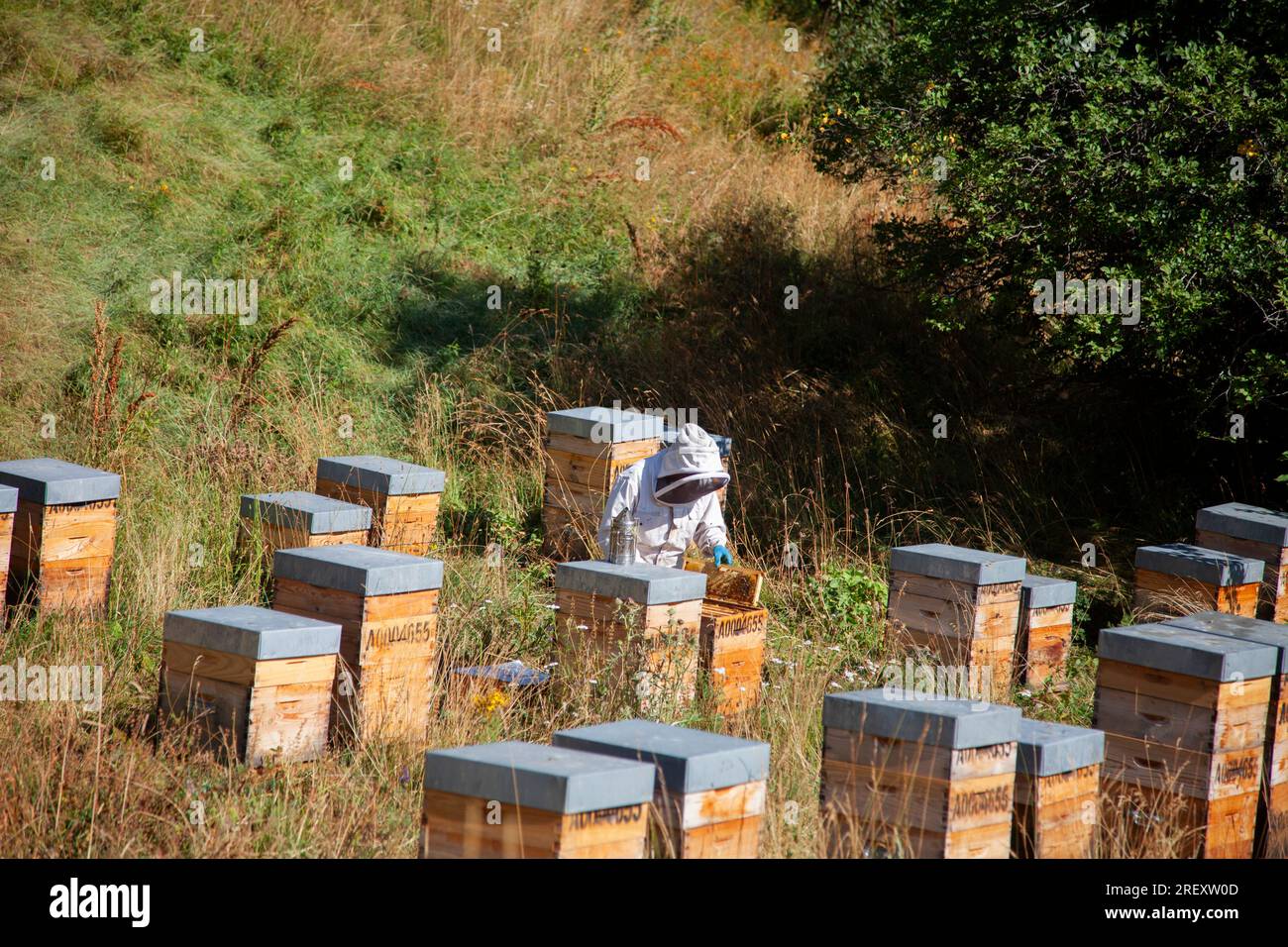 Le Les Bains, France. 30th July, 2023. A beekeeper removes the