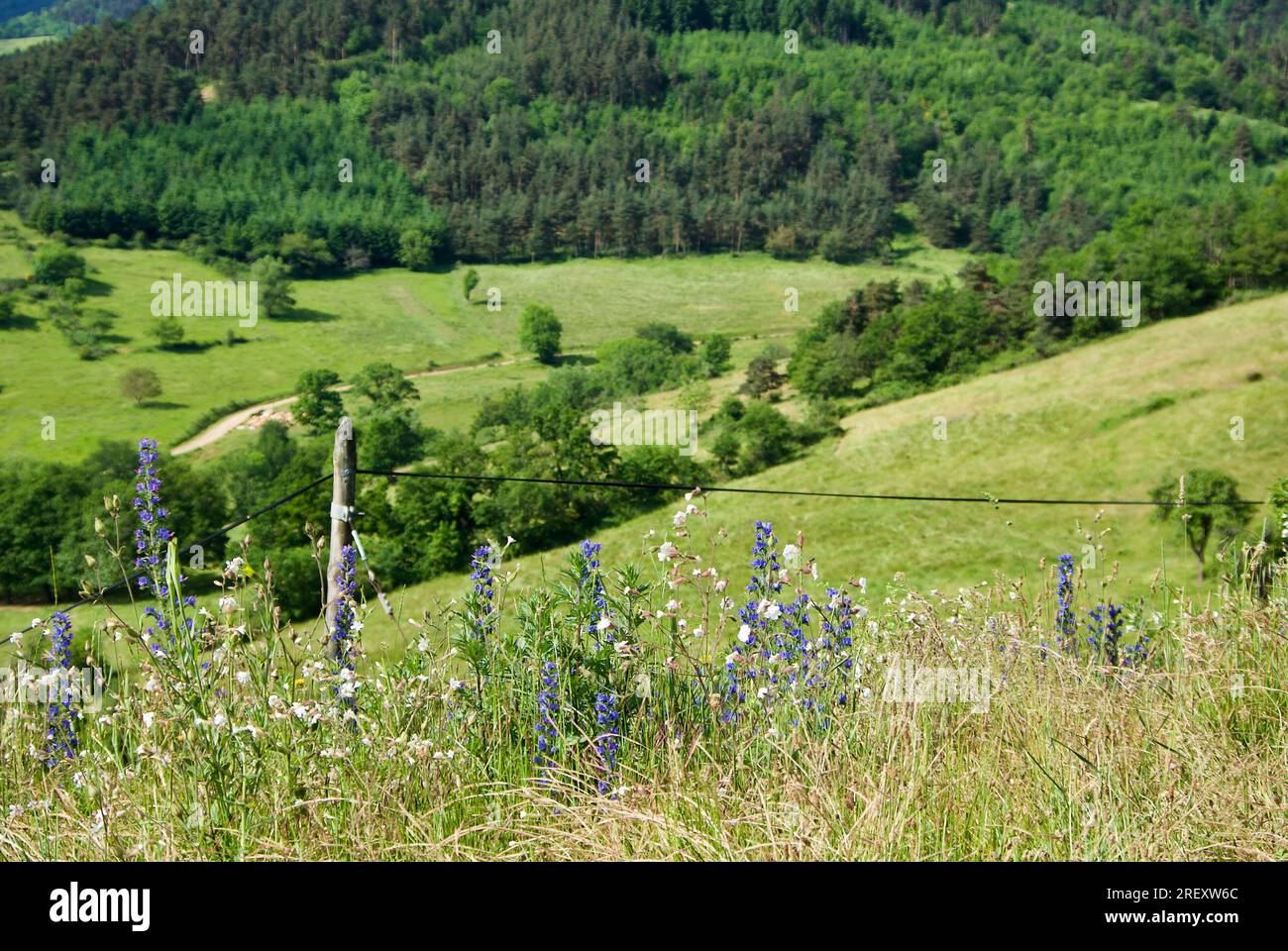 Summer flowers and a fence with wooden poles in a French rural ...