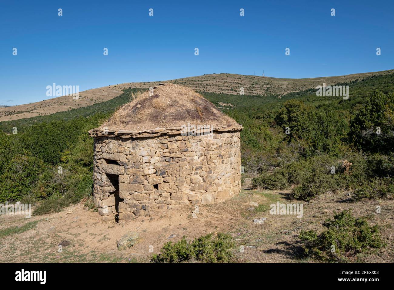 Acebal de Garagüeta, Ilex aquifolium, Soria, Autonomous Community of Castilla, Spain, Europe Stock Photo