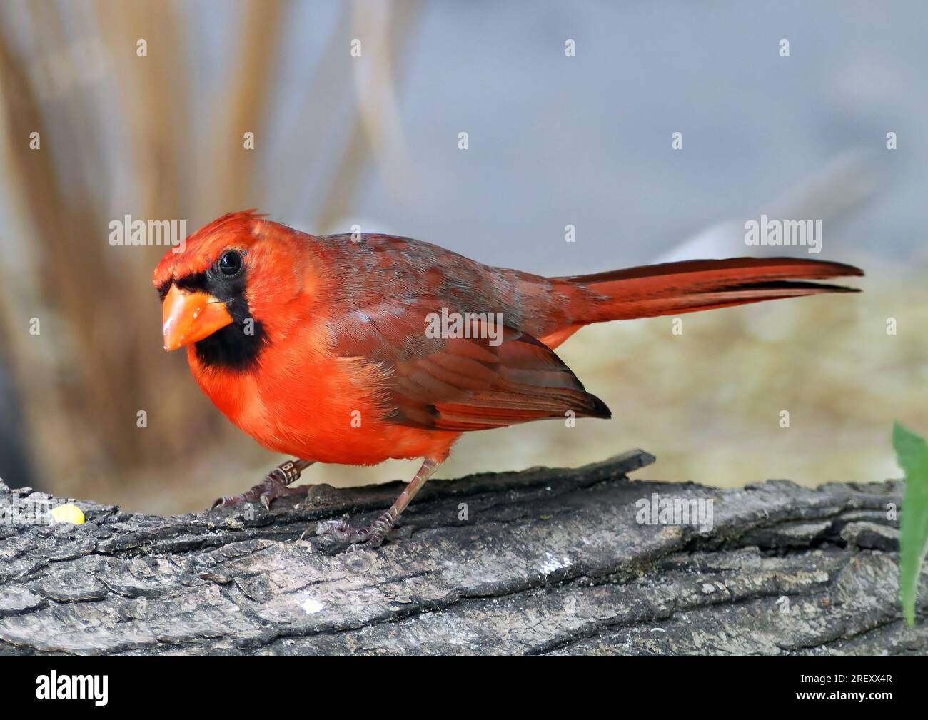 Northern cardinal, redbird, common cardinal, red cardinal, Rotkardinal