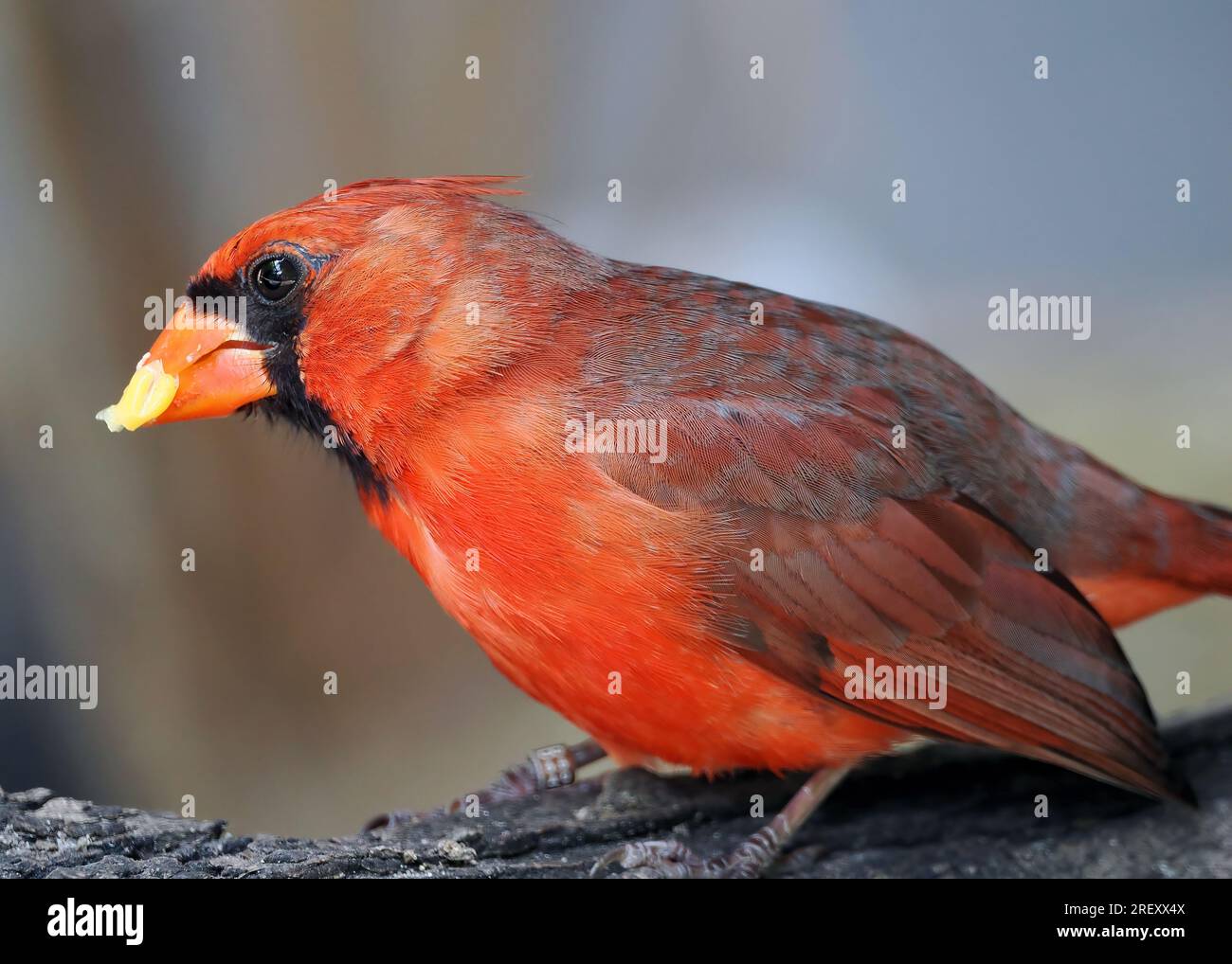 Northern cardinal, redbird, common cardinal, red cardinal, Rotkardinal