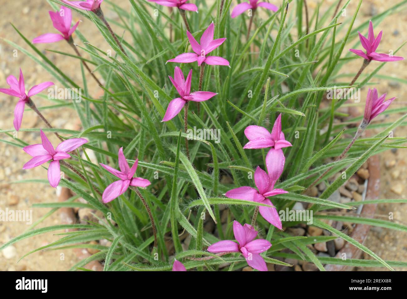 Closeup overhead view of the pink red flowering low growing hardy rockery plant rhodohypoxis baurii Emely Peel Red Star. Stock Photo