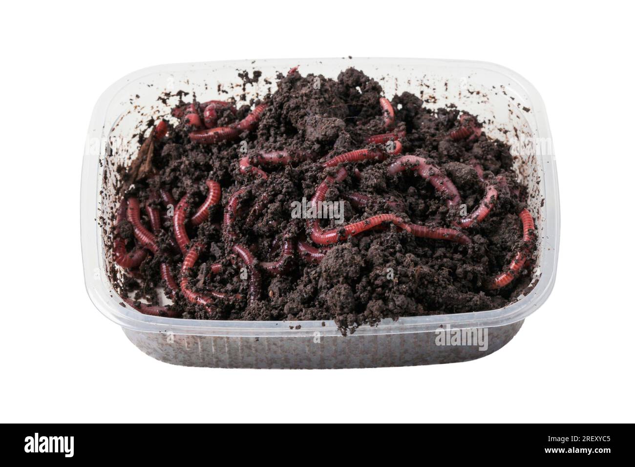 Red earthworms for fishing in a plastic container isolated on a