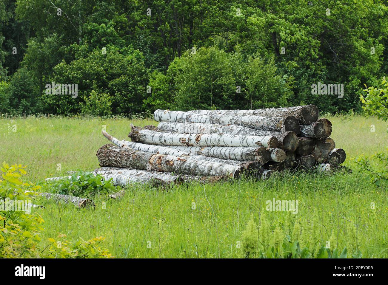 Sawn birch logs are stacked in a forest clearing Stock Photo - Alamy