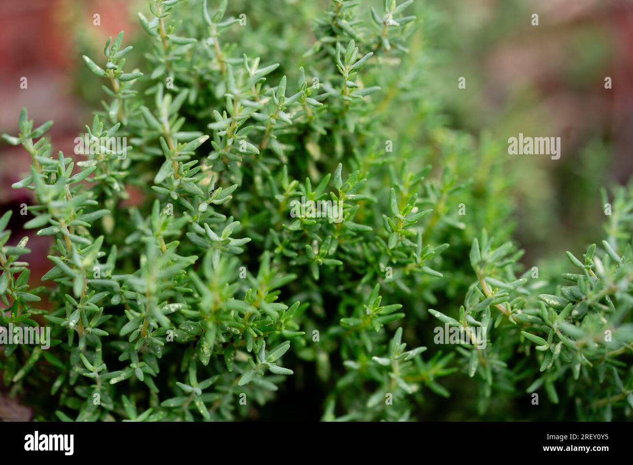 dried and fresh Thymus vulgaris delicious kitchen herbs Stock Photo Alamy