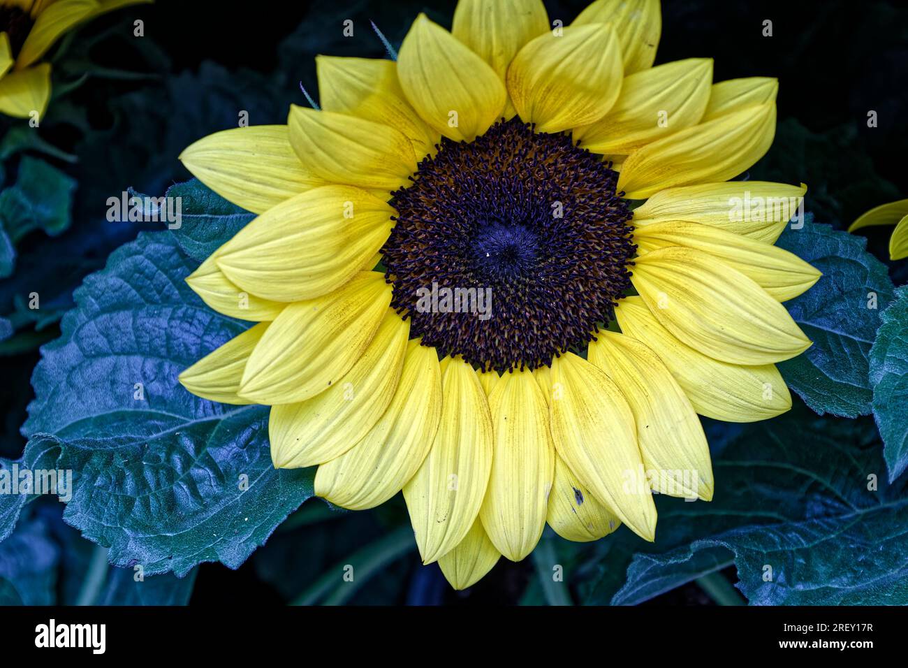 Paris, France. July 29, 2023. Sunflower, a flower that is used in the manufacture of oil, from its seeds. Credit: Gabriel MIHAI / Alamy Stock Photo Stock Photo