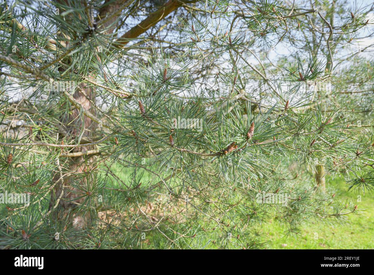 Sciadopitys verticillata or japanese umbrella - tree branches Stock Photo