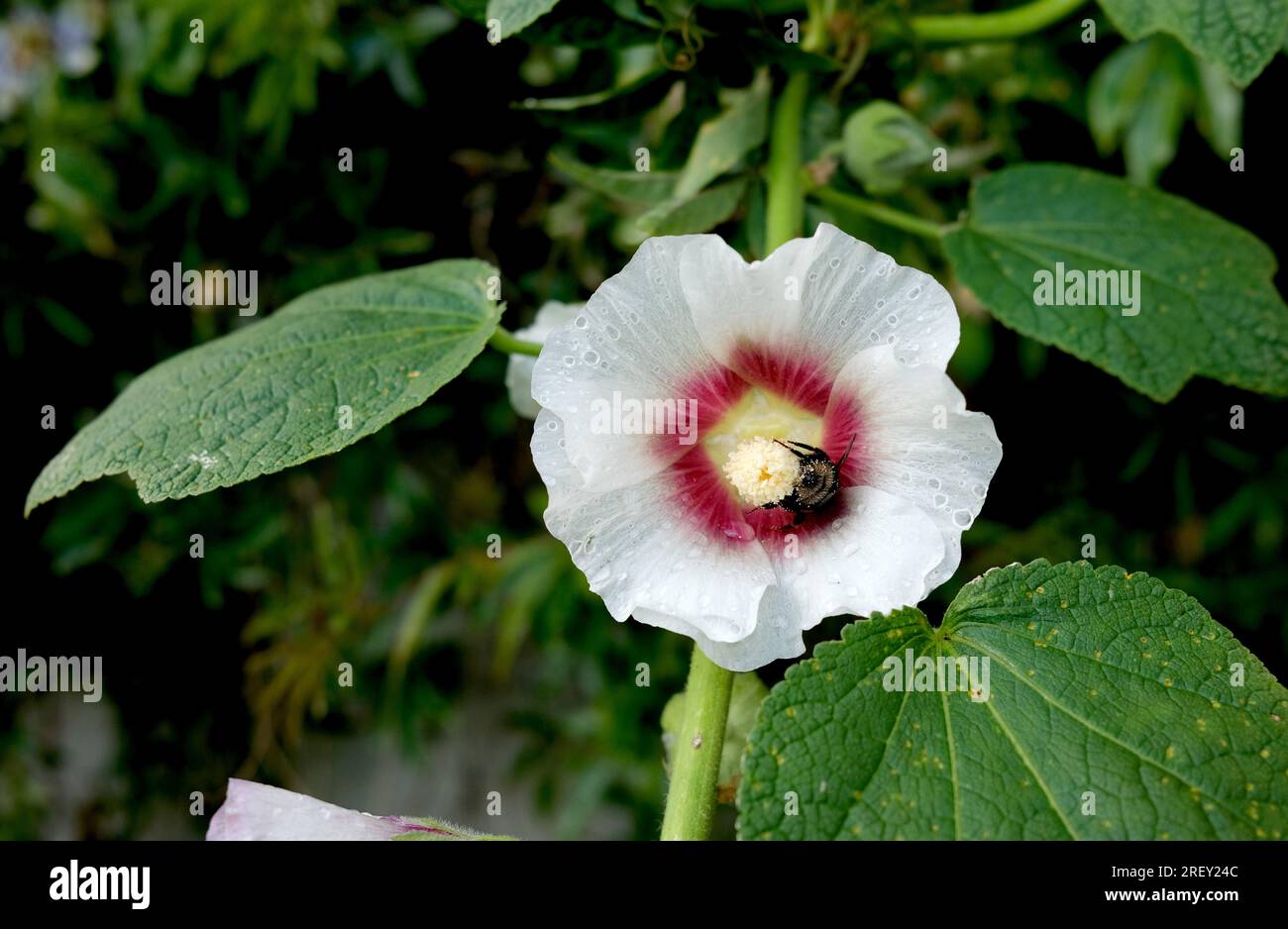 Plants flowers hollyhock flower hi-res stock photography and images - Alamy