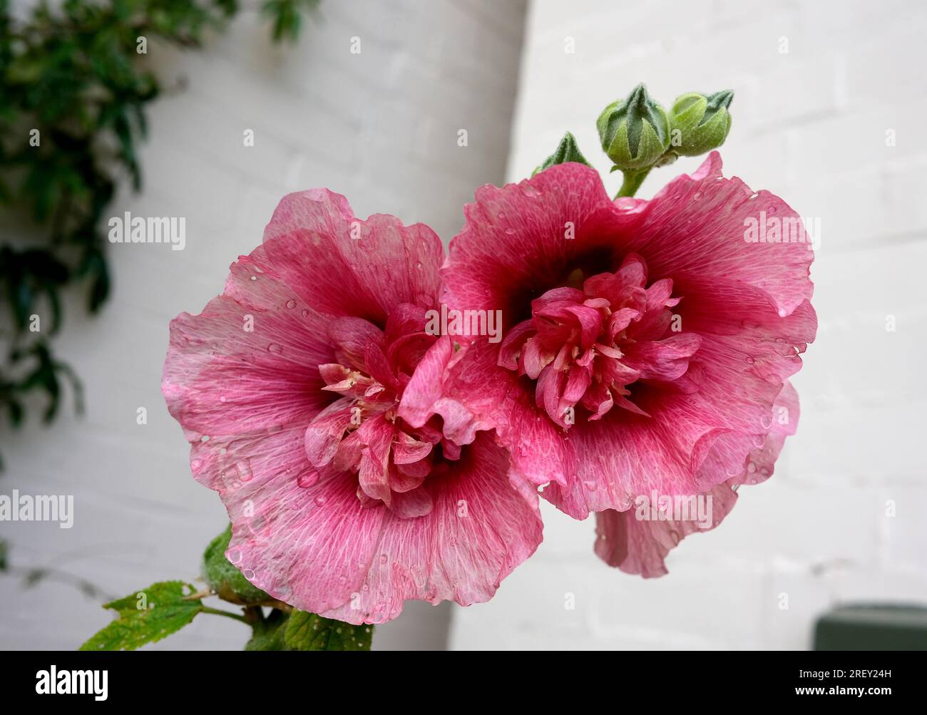 Plants flowers hollyhock flower hi-res stock photography and images - Alamy