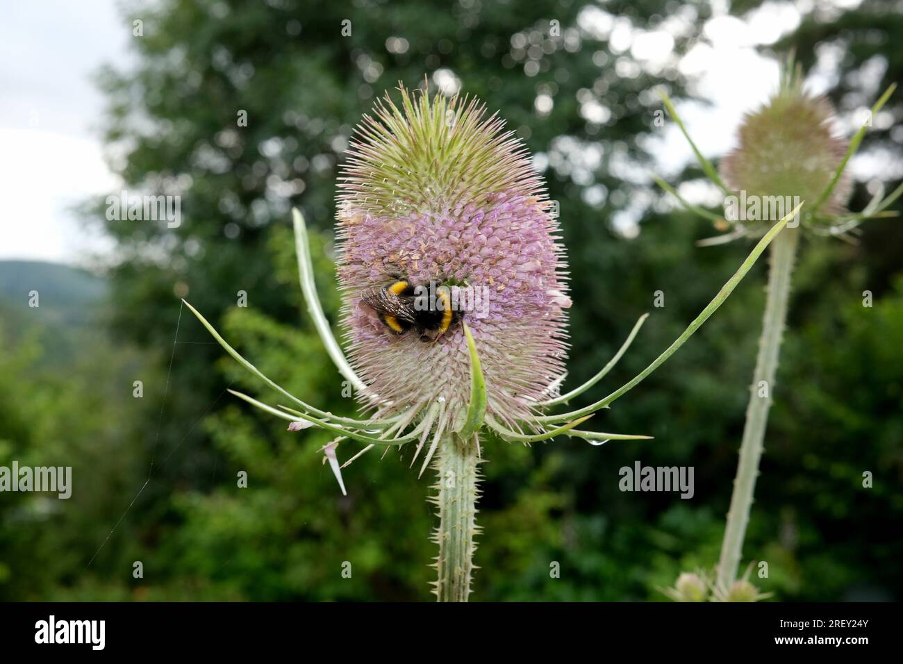 Wild teasel Dipsacus fullonum with bee collecting pollen. Stock Photo