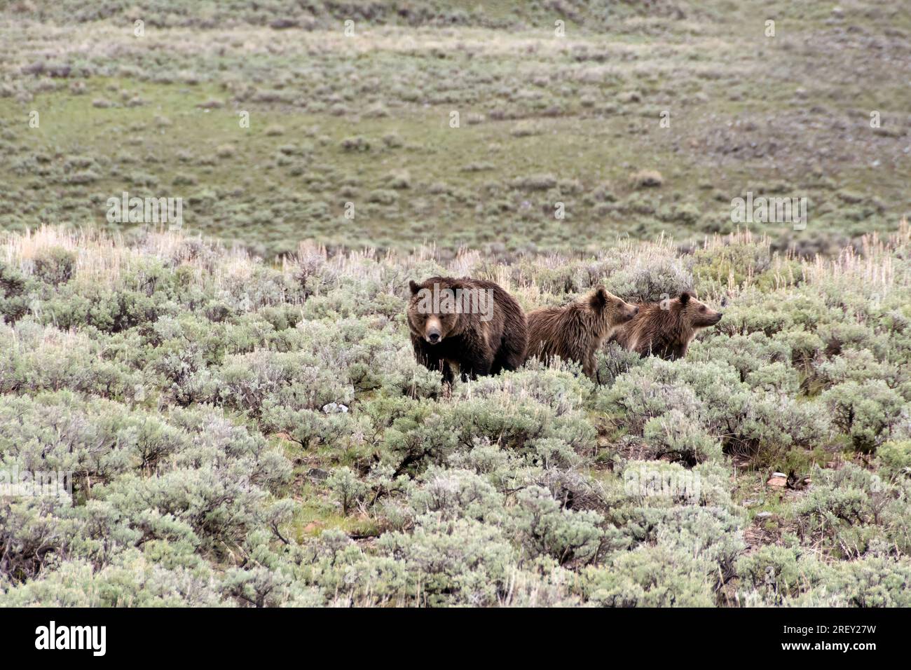 A mother grizzly bear and her two cubs in the Lamar Valley, Yellowstone ...