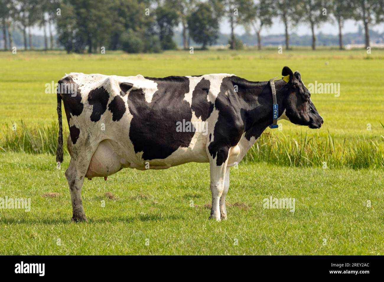 Black white cow stands on hi-res stock photography and images - Alamy