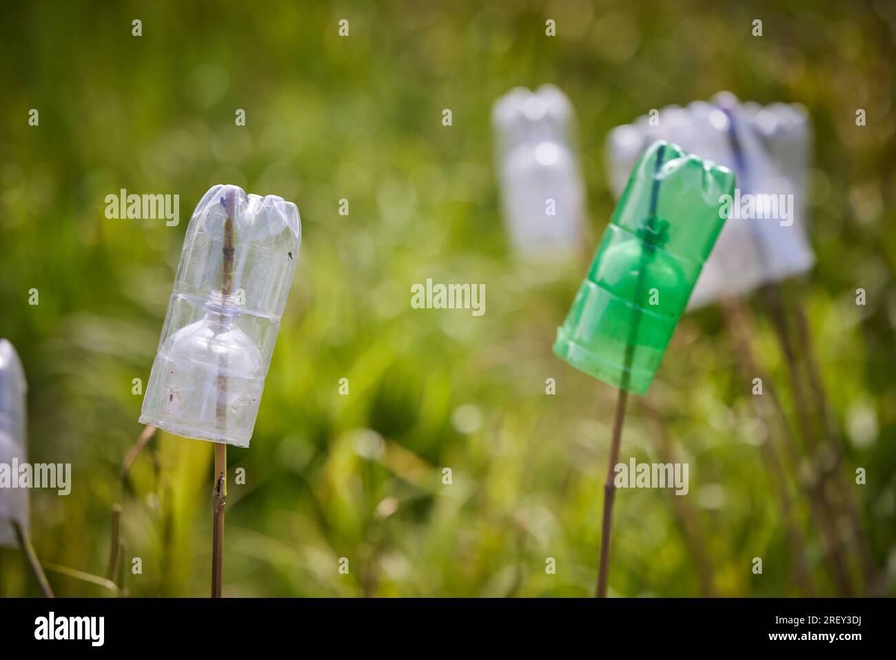 Newt traps in the  woodland Stock Photo