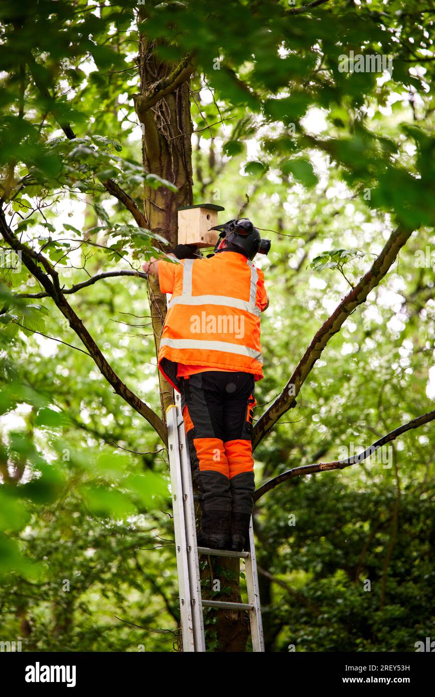 Tree Box Council Council tree hi-res stock photography and images - Alamy