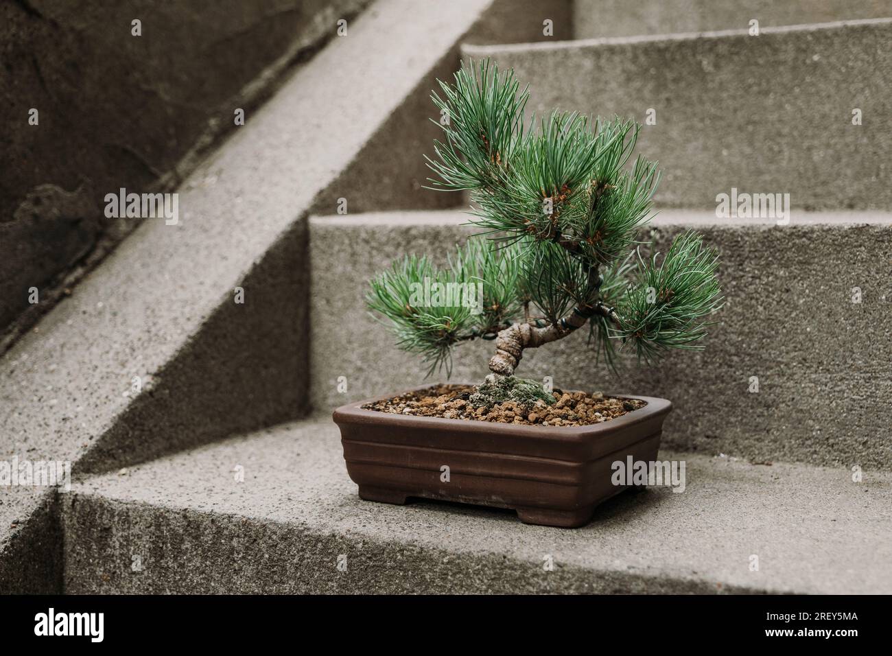 Bonsai tree in concrete environment Stock Photo