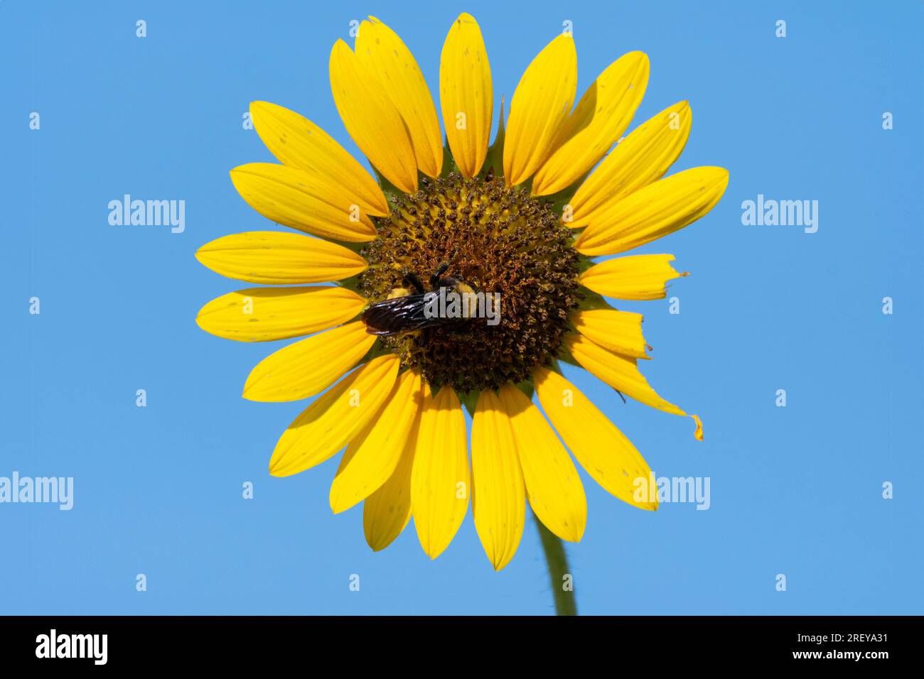 A large black and yellow Bumblebee pollenating a Sunflower bloom as it gathers pollen from the flower on a sunny, Summer morning. Stock Photo