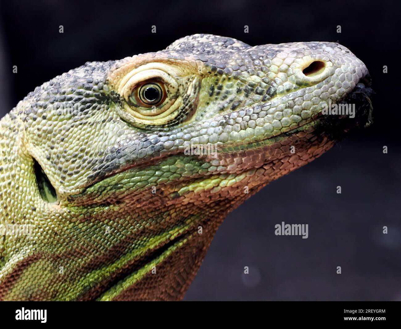 Komodo dragon, Komodo monitor, Komodowaran, Dragon de Komodo, Varanus komodoensis, komodói varánusz Stock Photo