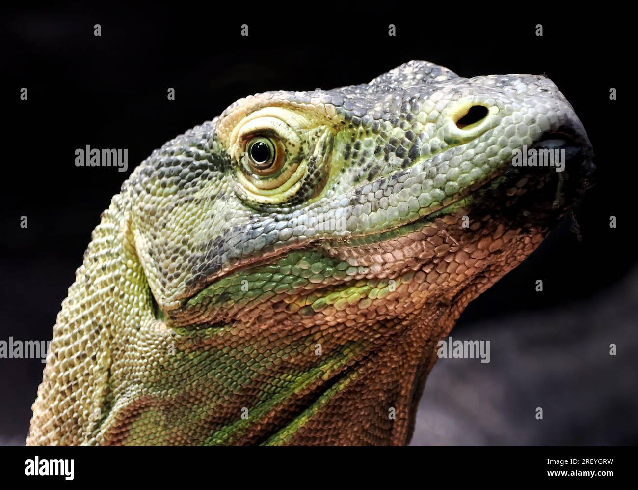 Komodo dragon, Komodo monitor, Komodowaran, Dragon de Komodo, Varanus komodoensis, komodói varánusz Stock Photo