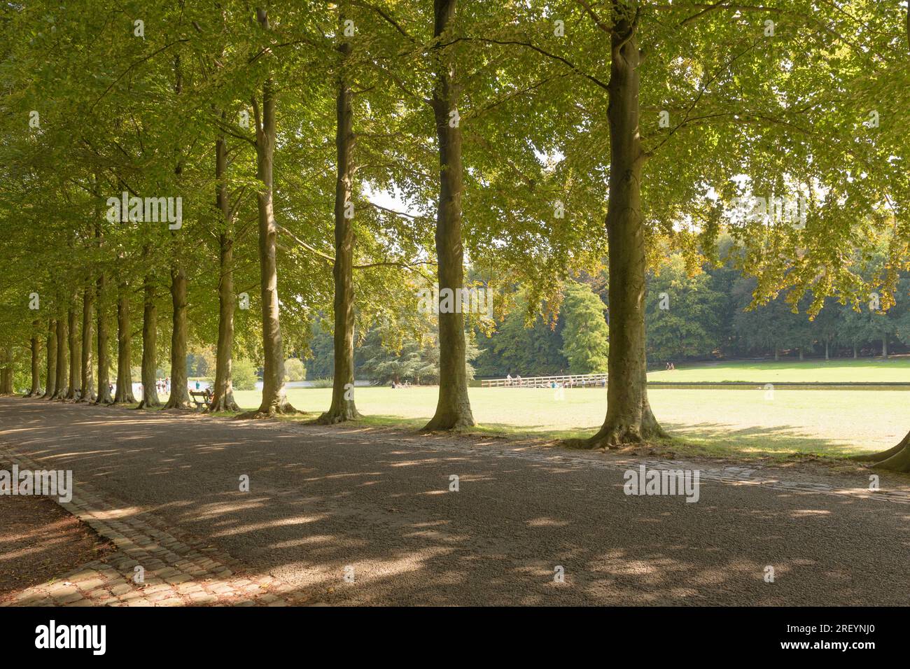 Shady alley, dark from foliage with large trees in a summer park during ...