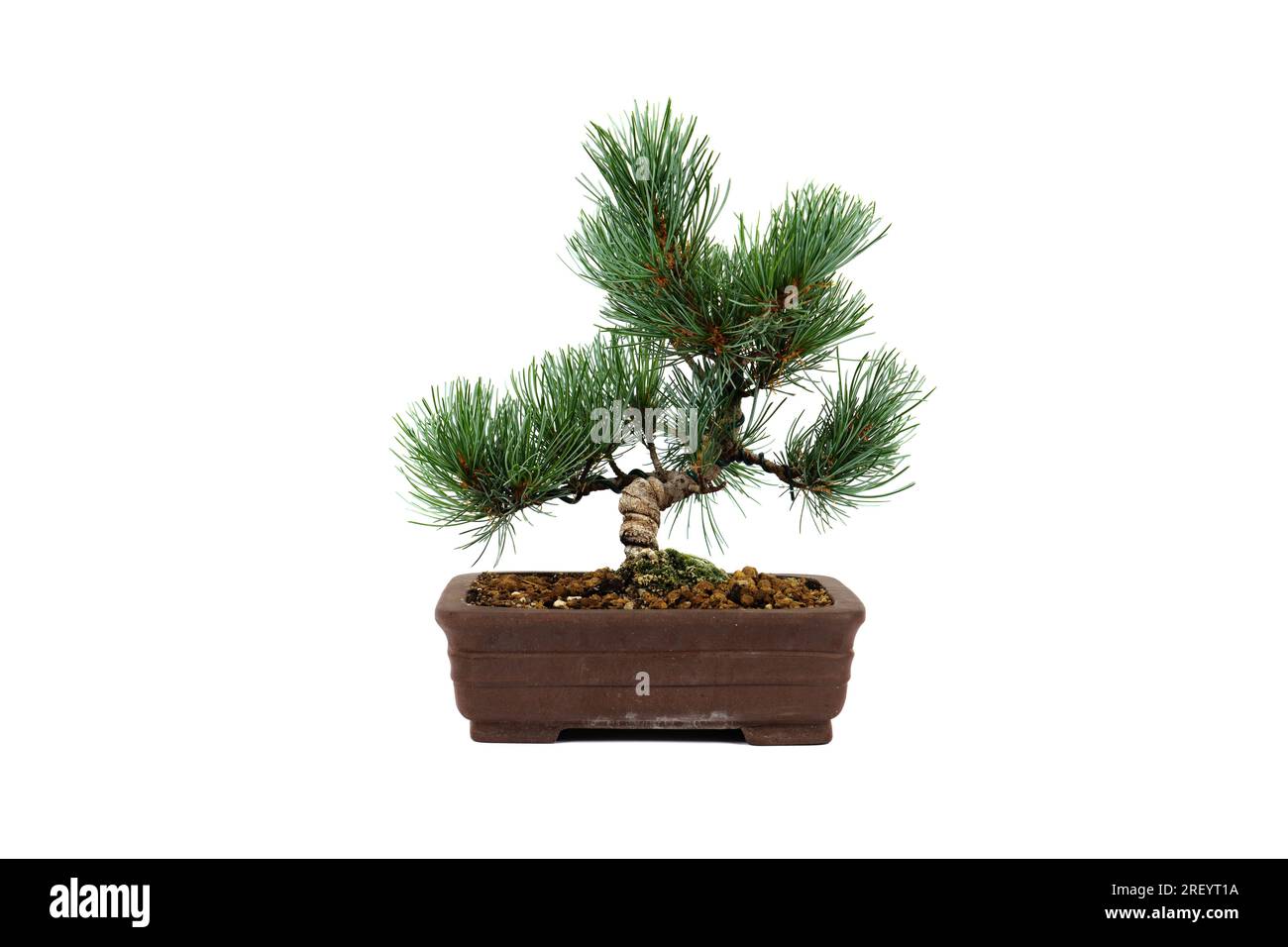 Small bonsai in a square pot isolated. Japanese White Pine 'Pinus Parviflora' bonsai on a white background. Stock Photo