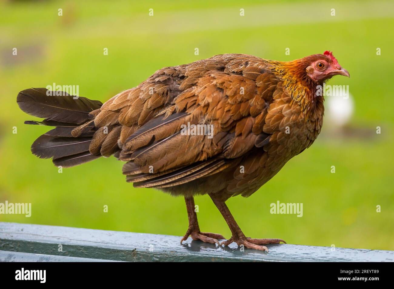 Wild Chicken on Kauai, Hawaii in the green grass Stock Photo Alamy