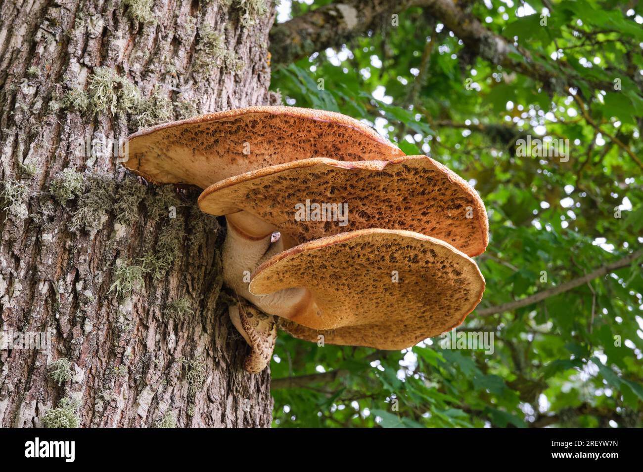 Shaggy bracket on tree trunk. Latin name of mushroom innotus hispidus