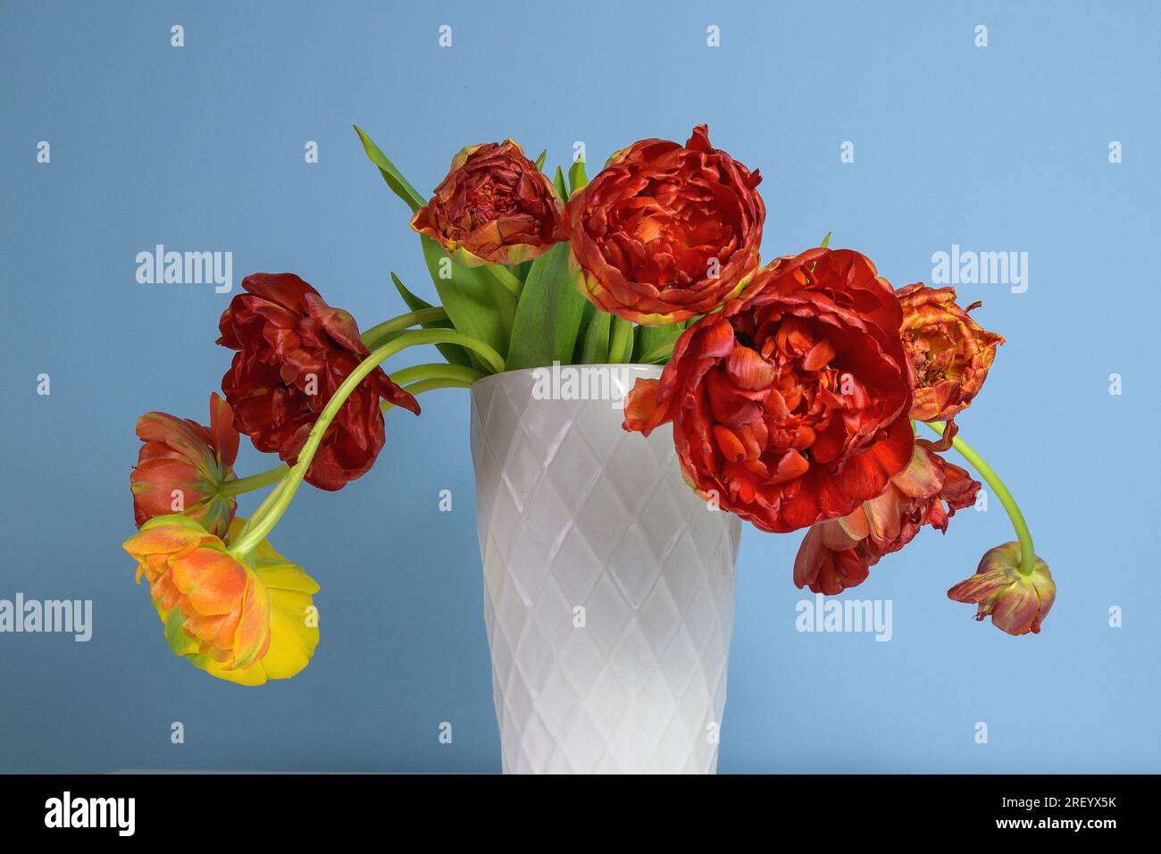 Withered peonies, yellow and red in a white ceramic vase on a light blue background Stock Photo