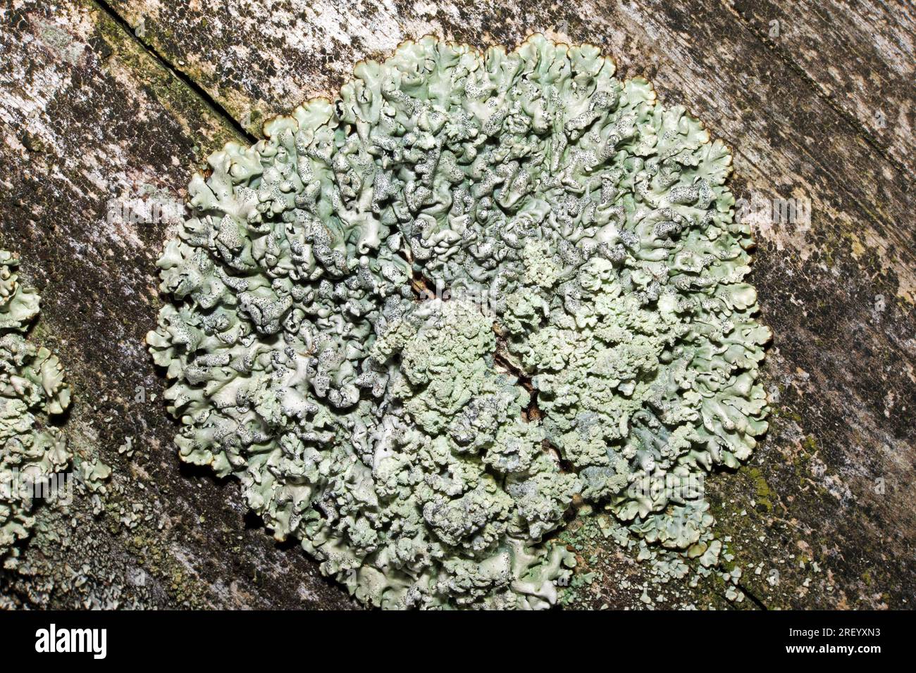 Hypogymnia physodes is a foliose lichen widespread in boreal and temperate forests of the Northern Hemisphere. Stock Photo