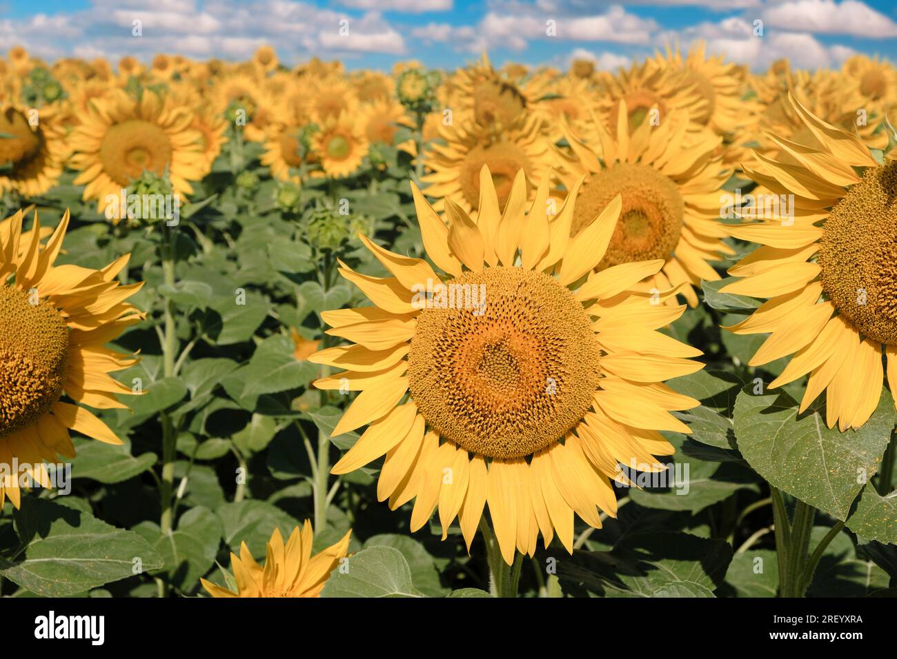 Sunflower field. field of blooming sunflowers on a background sunset ...