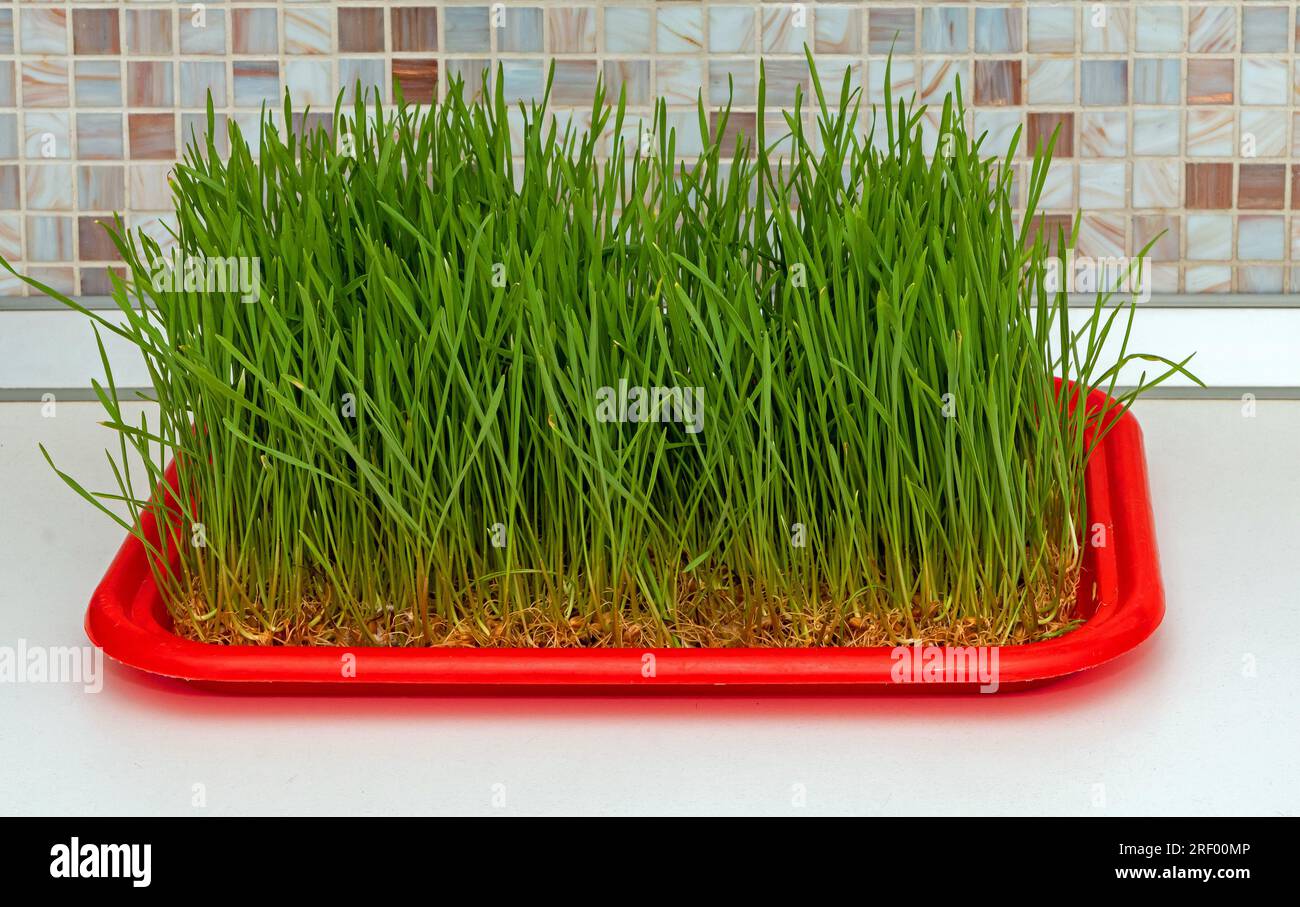 Wheat grass growing at home without soil on plastic tray ready for